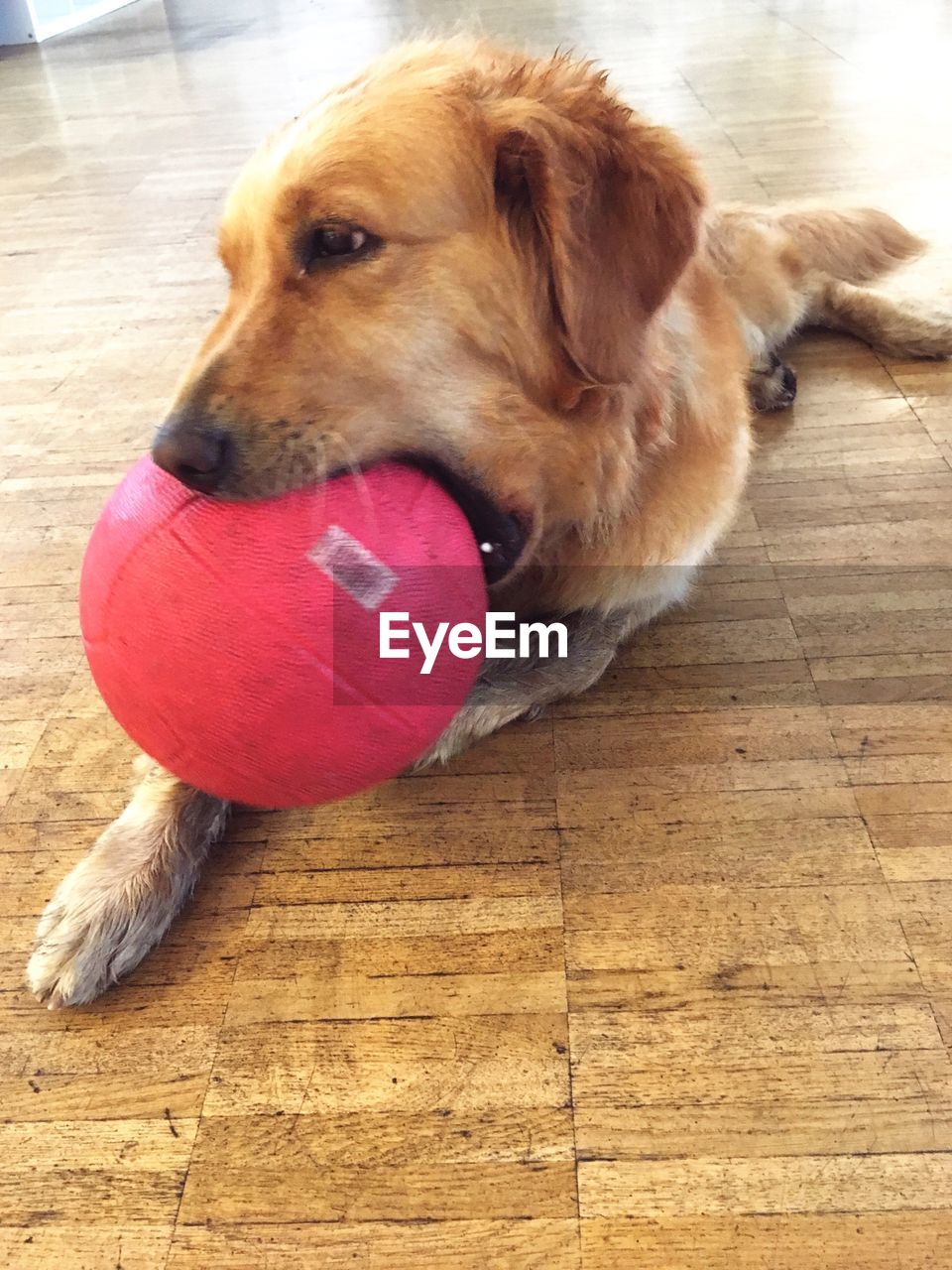 CLOSE-UP OF DOG WITH BALL