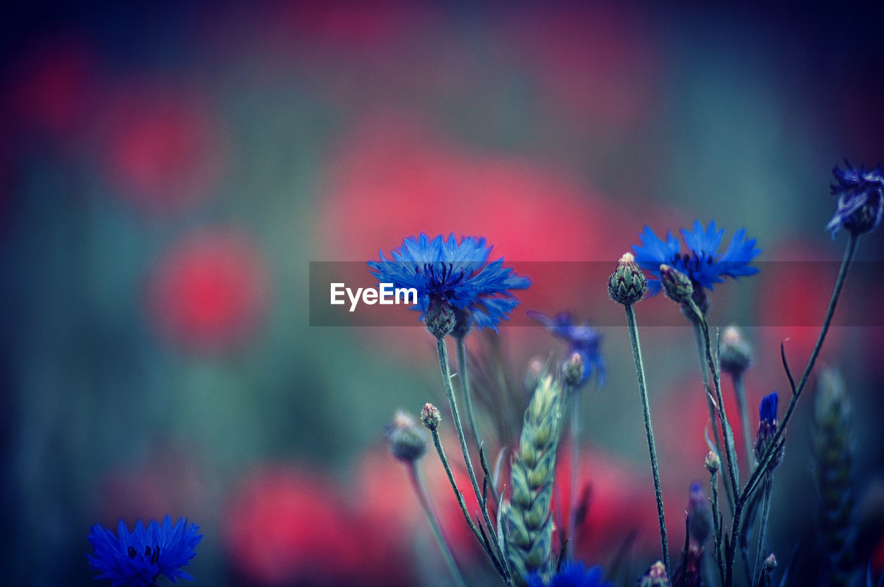 Close-up of purple flowering plants