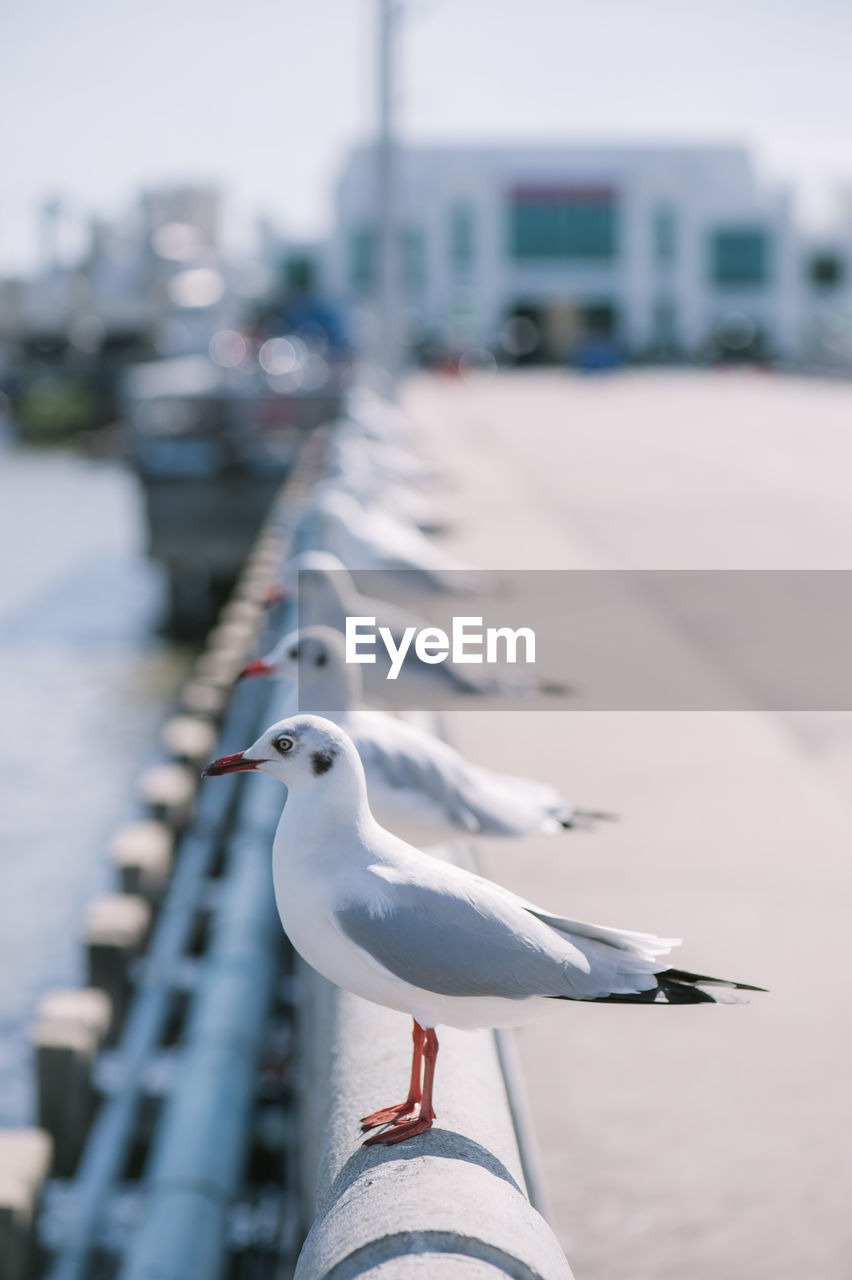 Seagulls perching in row on railing