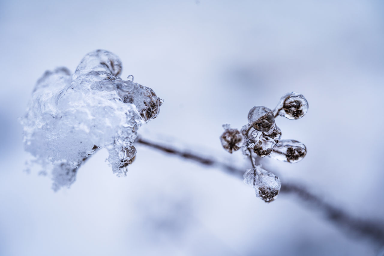 Close-up of frozen plant against sky