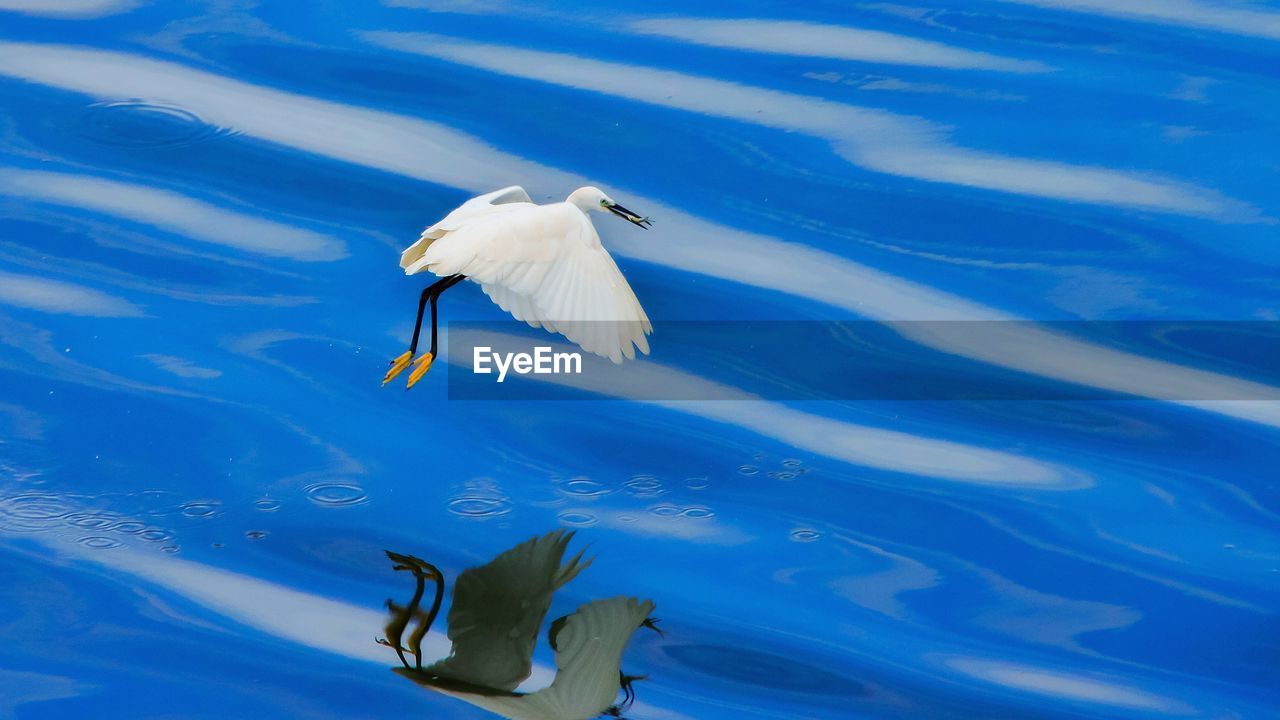 Bird flying over lake