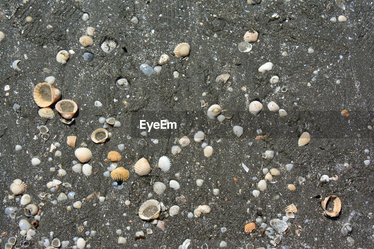 HIGH ANGLE VIEW OF SHELLS ON BEACH