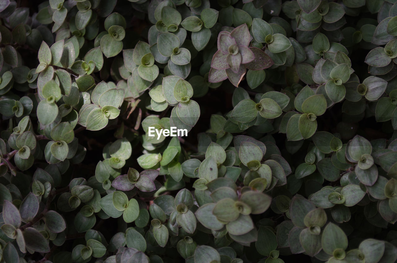 FULL FRAME SHOT OF LEAVES