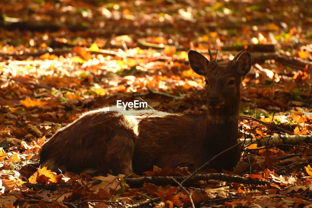 VIEW OF AN ANIMAL ON LAND