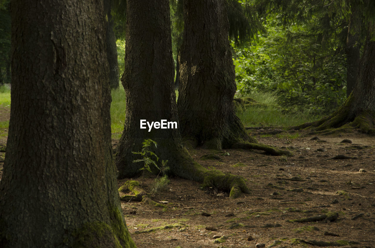 CLOSE-UP OF TREES IN FOREST