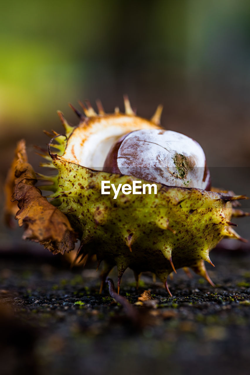 Close-up of horse chestnut in shell in autumn 