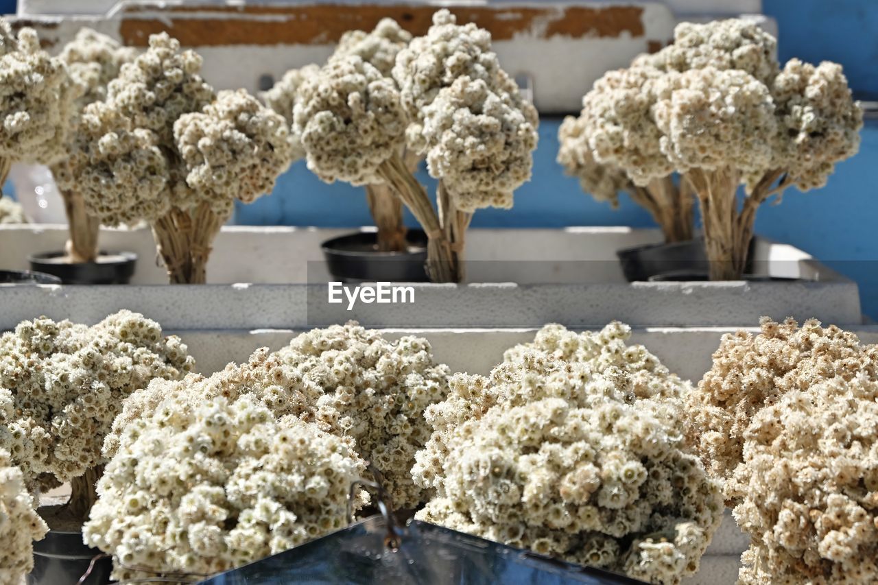 Close-up of white flowering plants