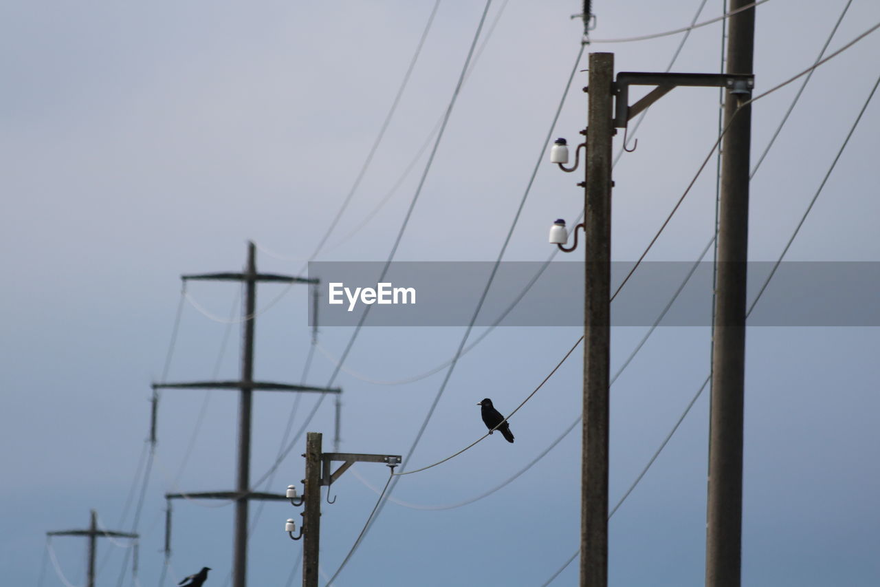 Low angle view of birds on cable against sky