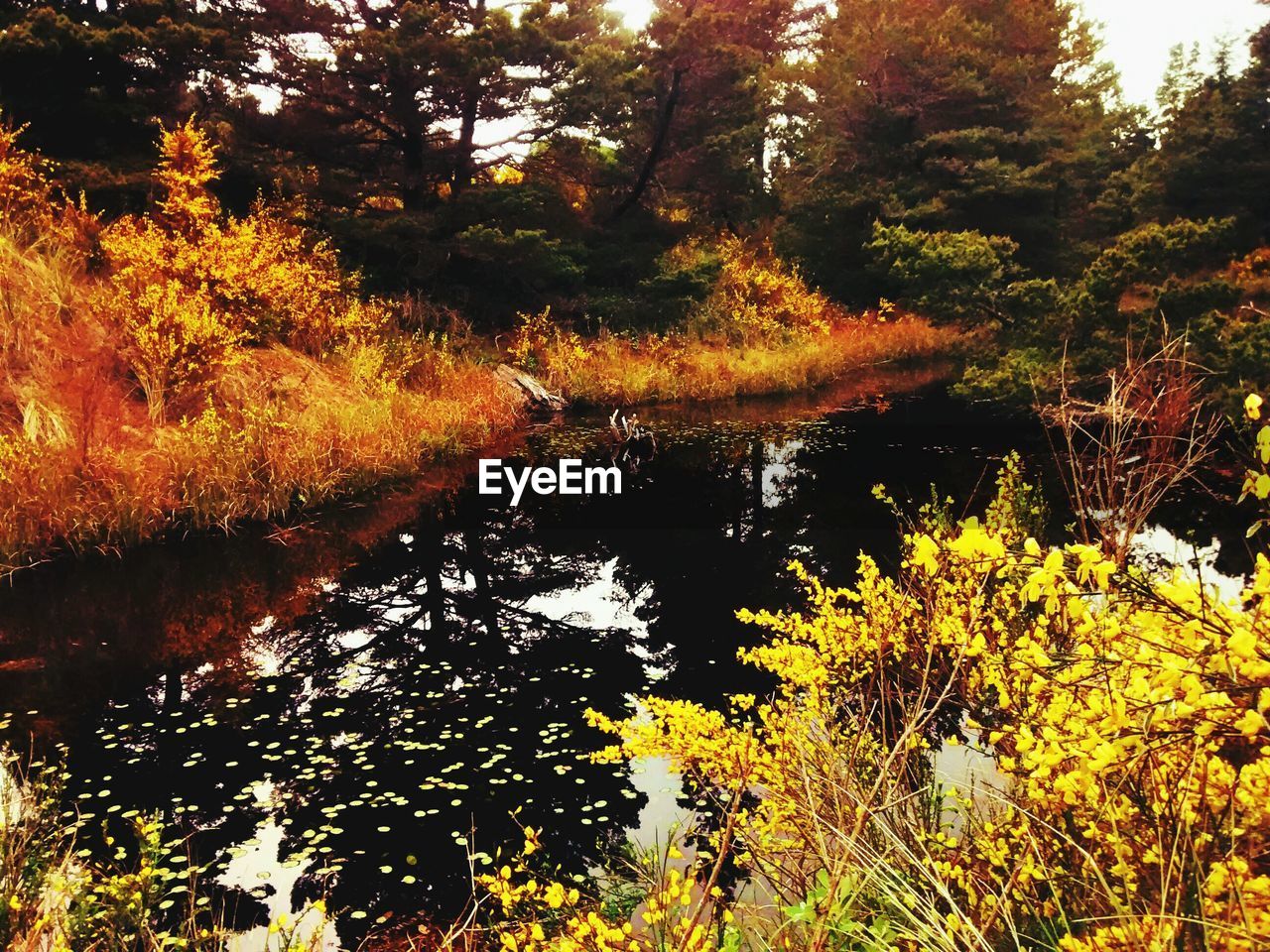 SCENIC VIEW OF LAKE AMIDST TREES DURING AUTUMN