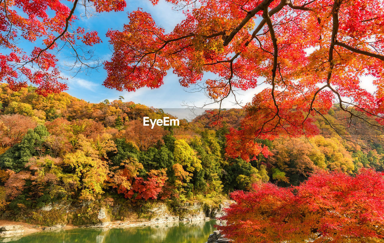 RED MAPLE LEAVES ON TREE