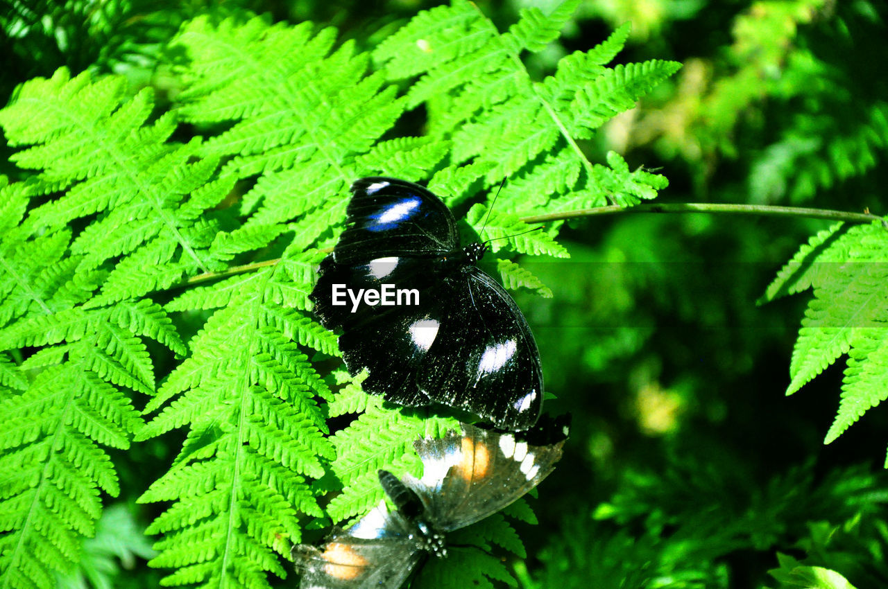 CLOSE-UP OF BUTTERFLY