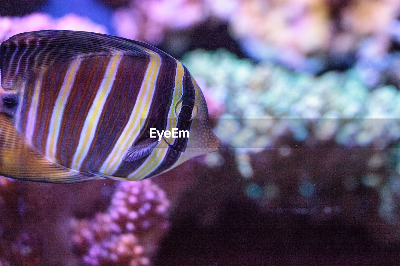 CLOSE-UP OF CRAB ON ZEBRA