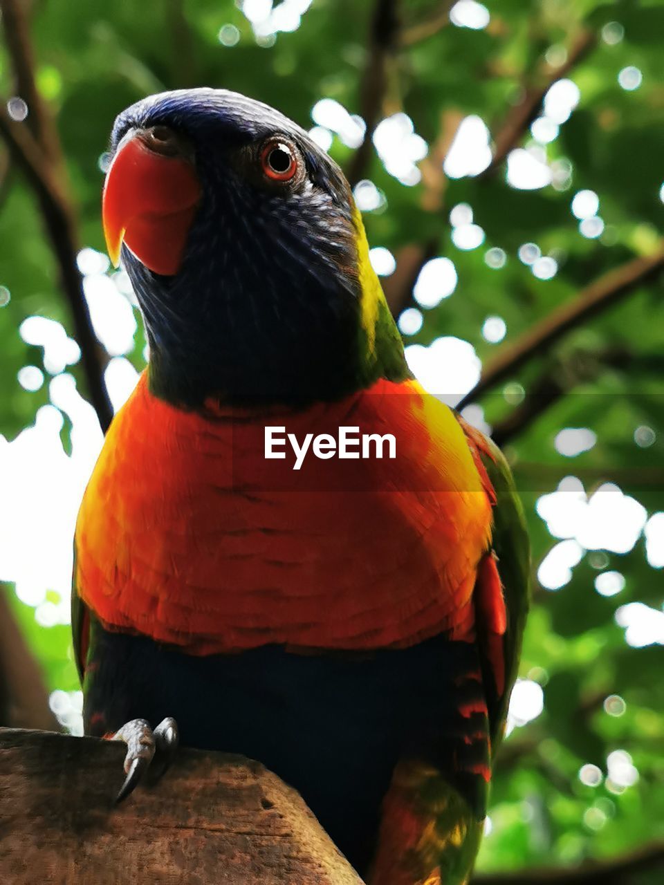 animal themes, animal, bird, pet, animal wildlife, parrot, one animal, beak, wildlife, tree, multi colored, nature, perching, branch, outdoors, plant, feather, no people, animal body part, forest, focus on foreground, green, red, close-up, rainforest, tropical bird, vibrant color, portrait, day, beauty in nature, tropical climate