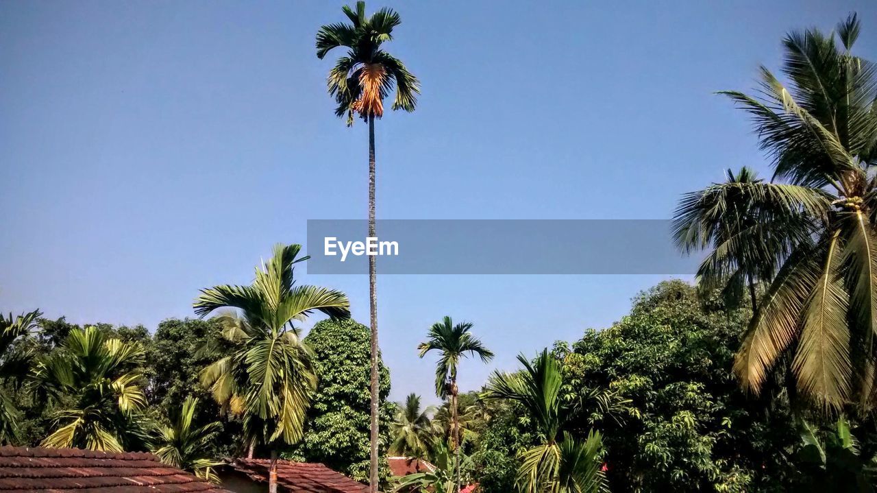 Low angle view of palm trees against blue sky