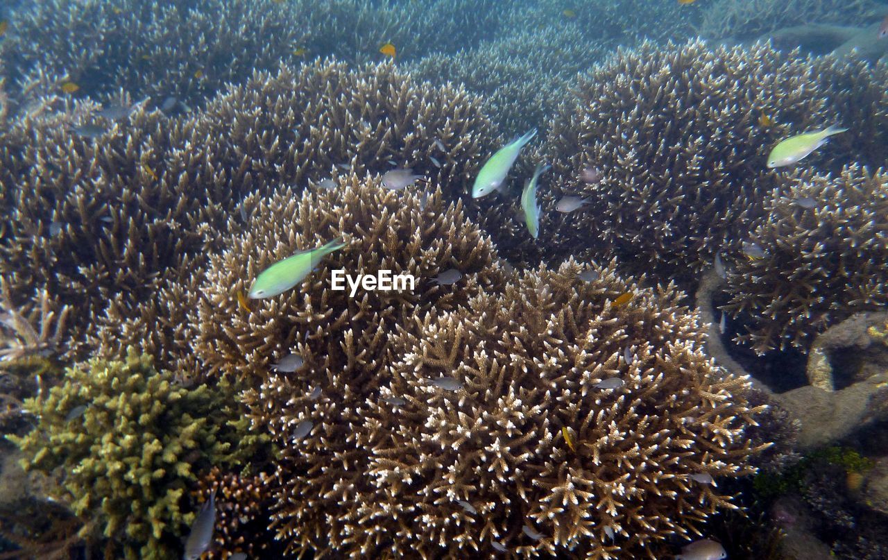 VIEW OF CORAL UNDERWATER