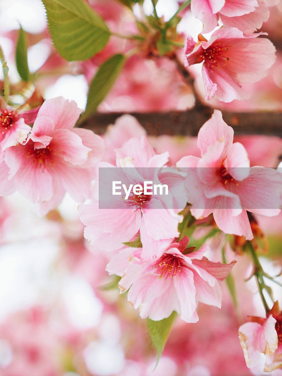 Close-up of pink cherry blossoms