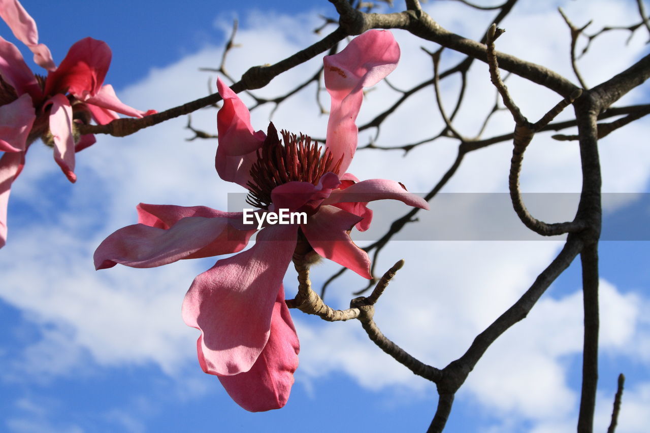 CLOSE-UP OF FLOWER AGAINST SKY