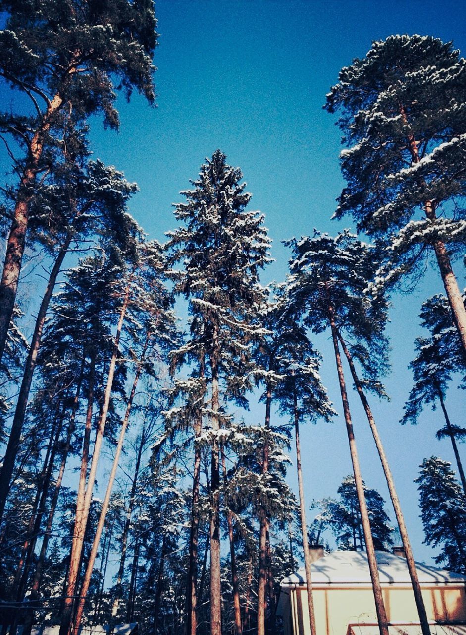 LOW ANGLE VIEW OF TREES AGAINST CLEAR SKY