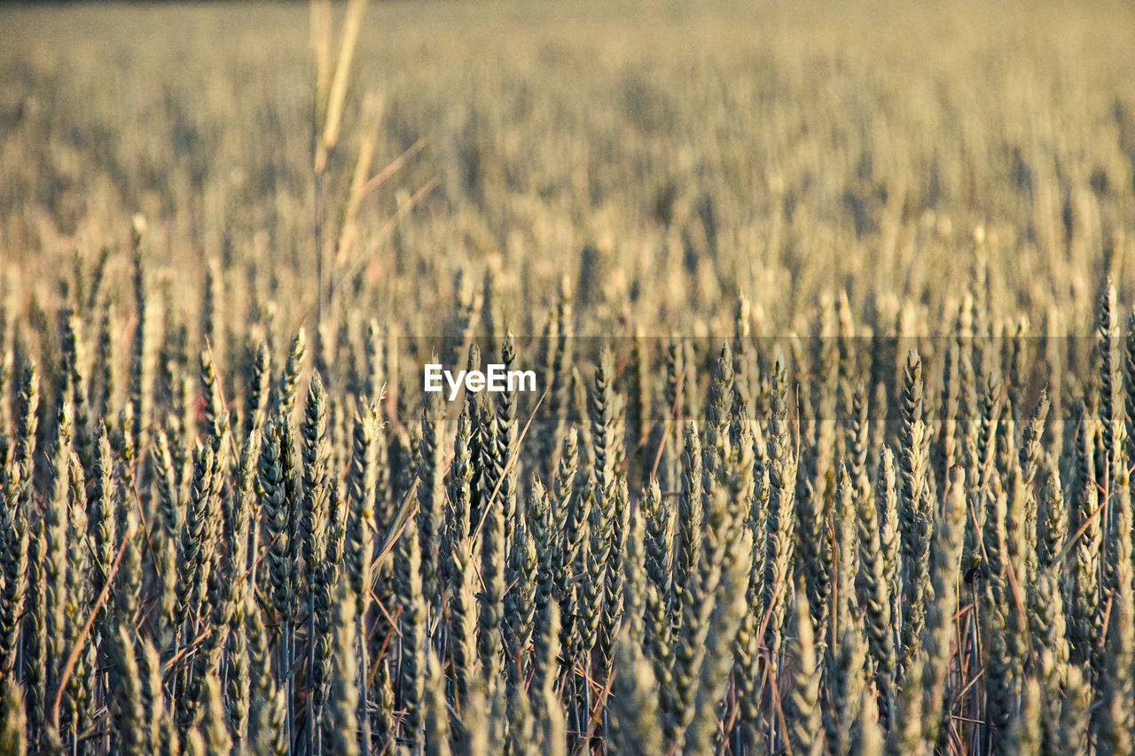 Wheat grain in sunlight. structure of the greenish-yellow still young ears as background structure.