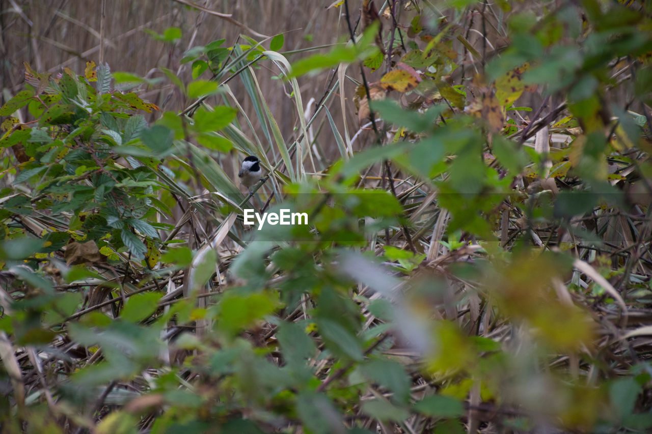 CLOSE-UP OF BIRD PERCHING ON PLANTS