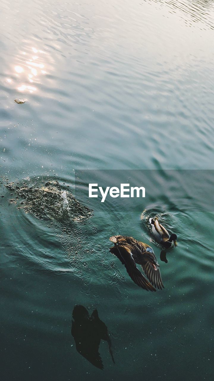 HIGH ANGLE VIEW OF MALLARD DUCK SWIMMING ON LAKE