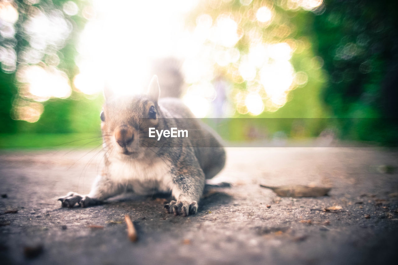 Portrait of rat on street