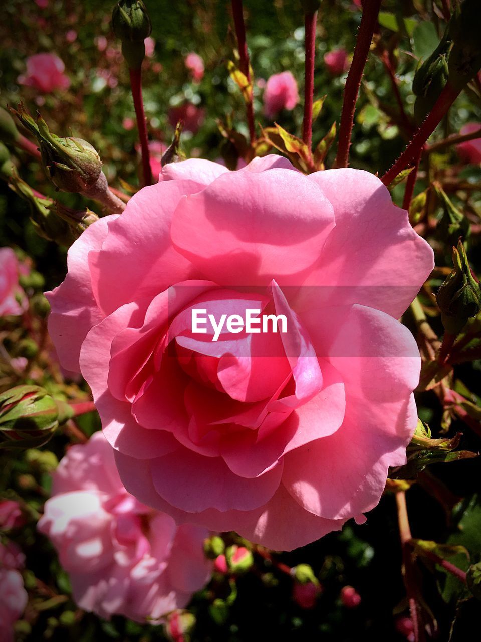 CLOSE-UP OF ROSE BLOOMING OUTDOORS