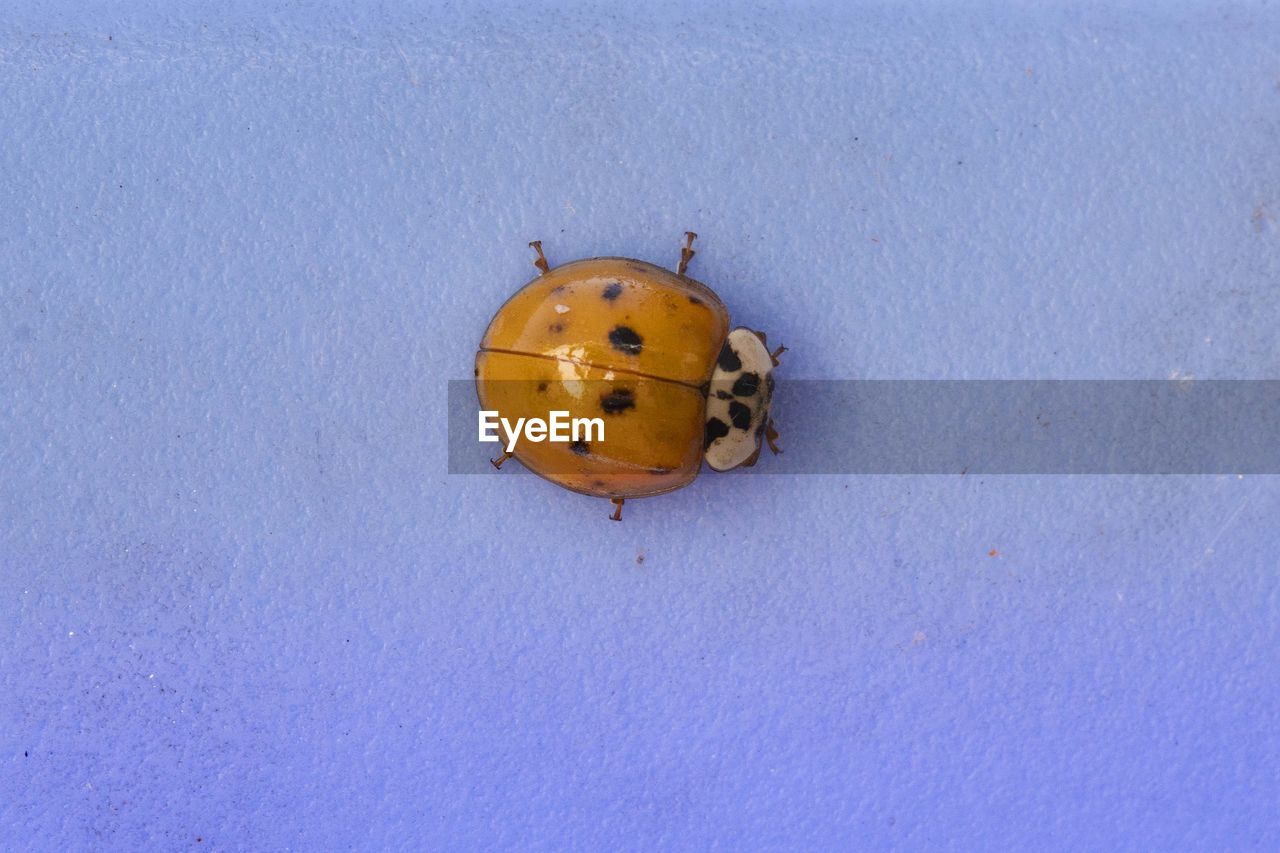 HIGH ANGLE VIEW OF LADYBUG ON YELLOW