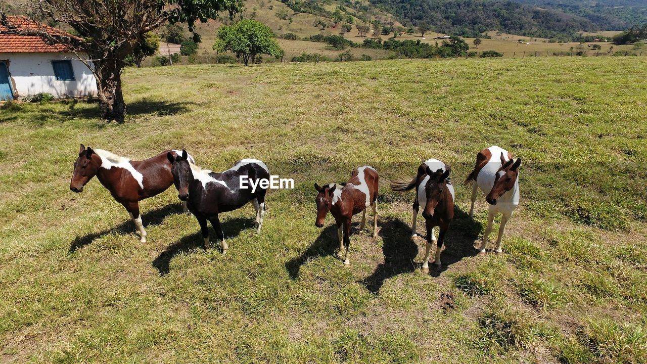 Horses in a field