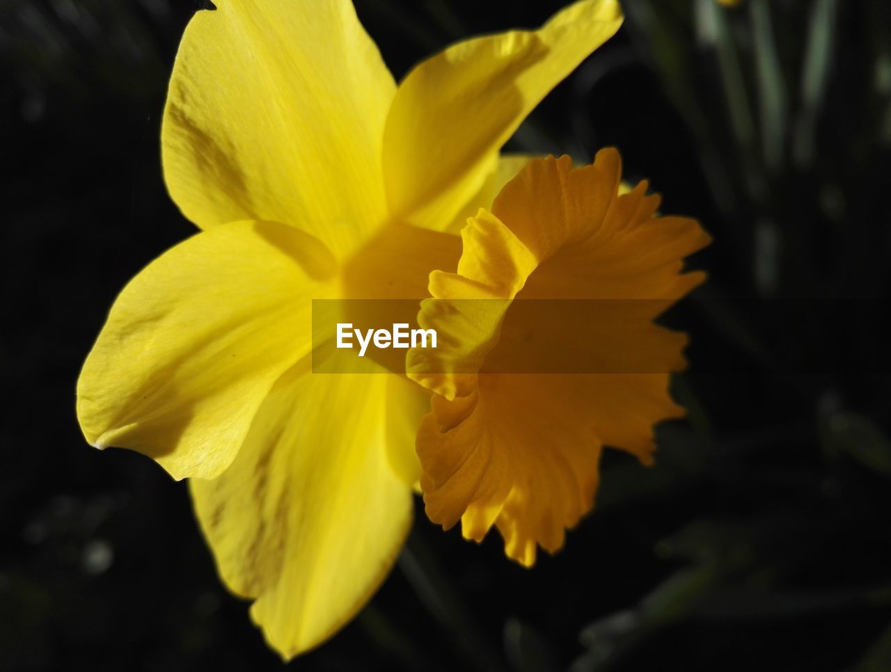 CLOSE-UP OF YELLOW FLOWER