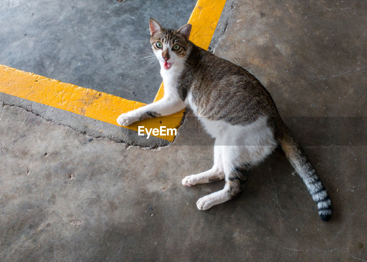 PORTRAIT OF TABBY CAT ON CONCRETE