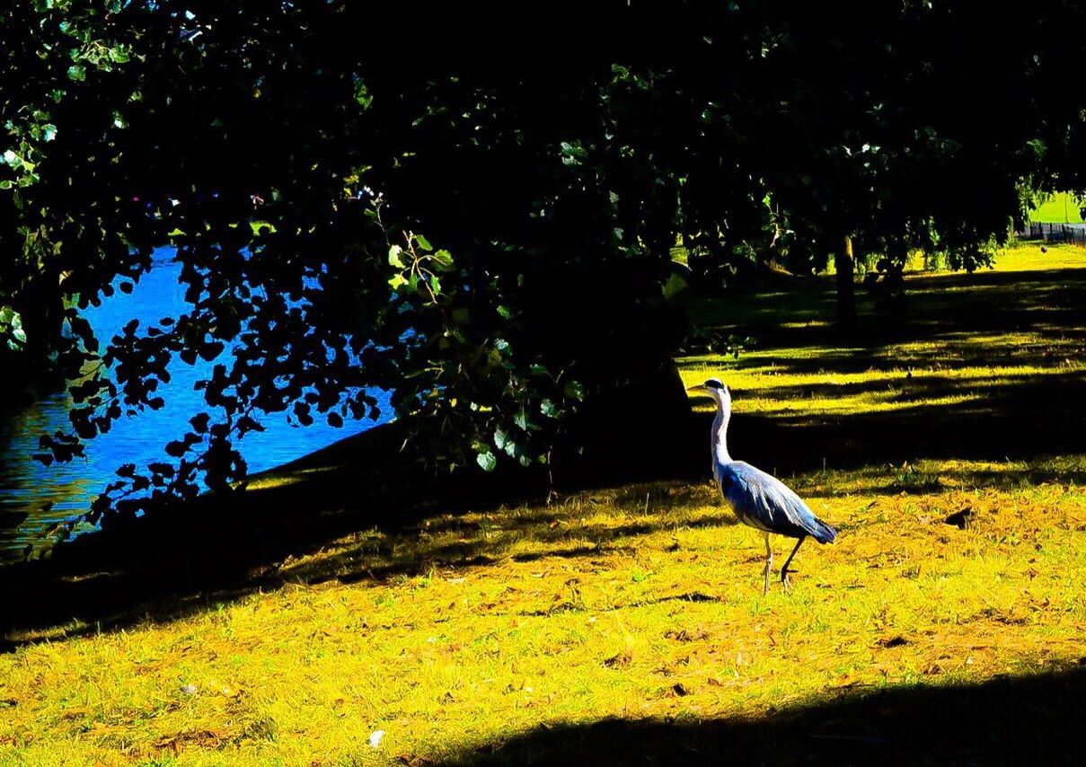 BIRD PERCHING ON TREE AGAINST GREEN TREES