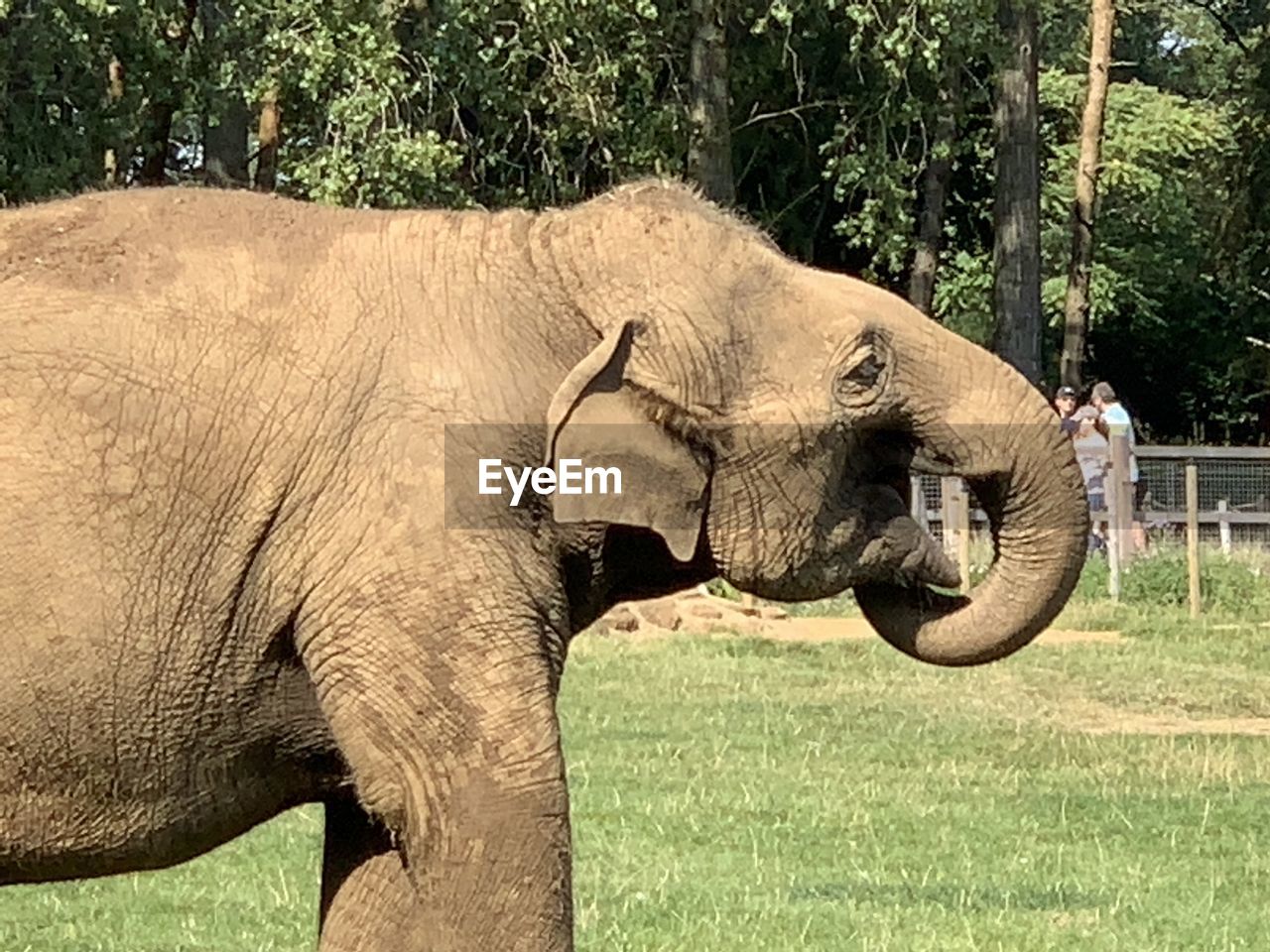 SIDE VIEW OF ELEPHANT ON FIELD