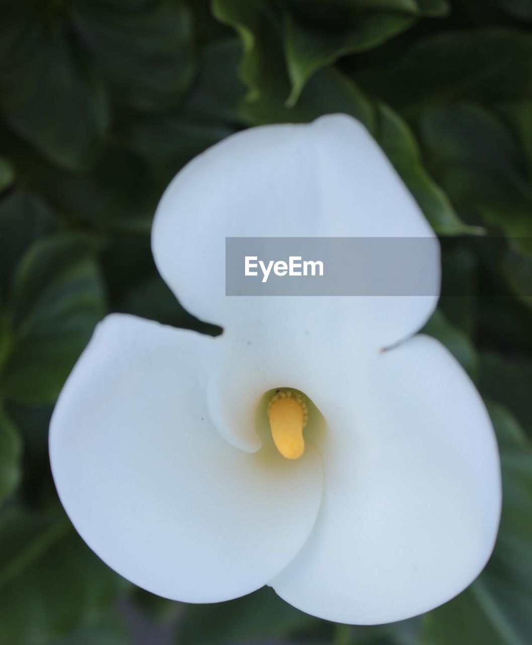 CLOSE-UP OF WHITE FLOWERS BLOOMING