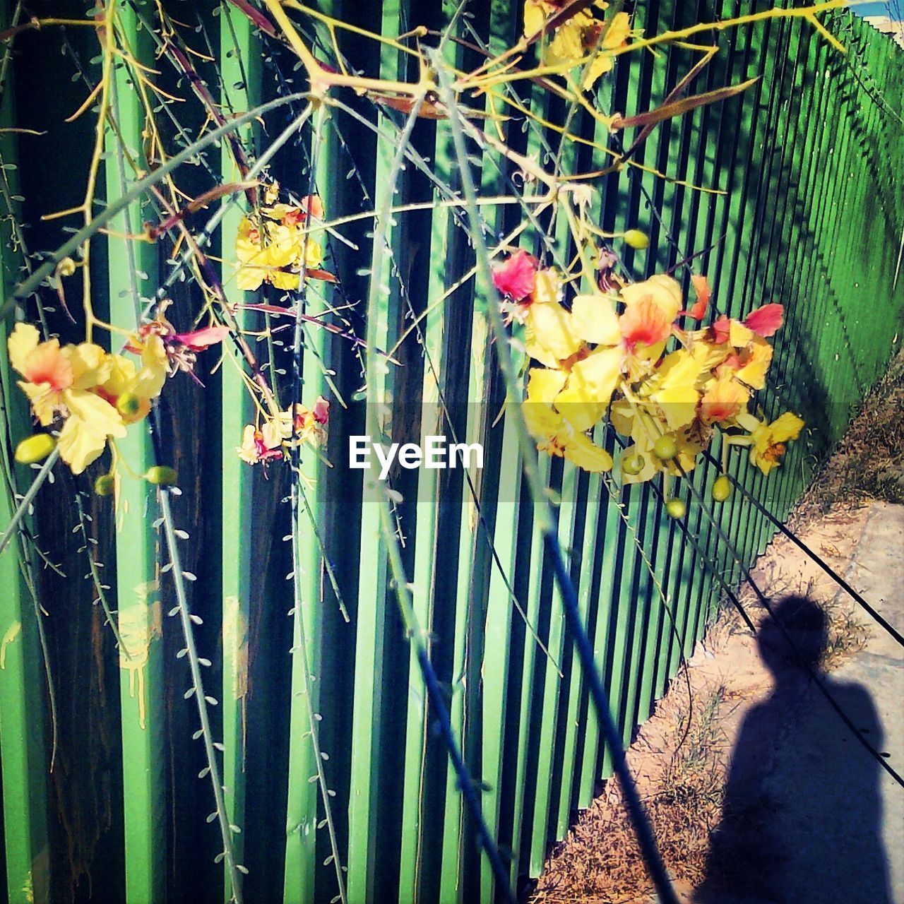 Yellow flowers blooming through fence