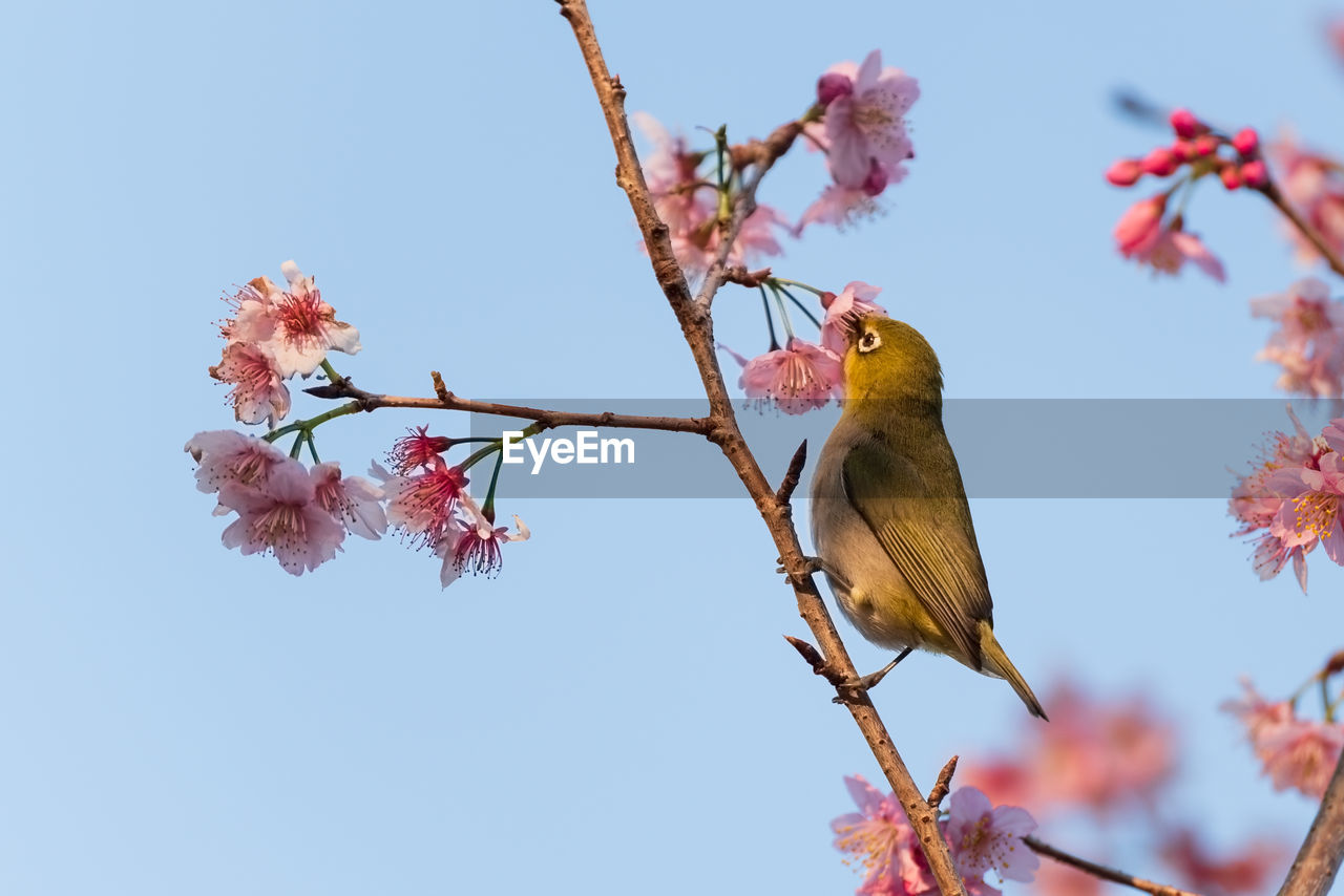 flower, bird, plant, animal, animal themes, tree, animal wildlife, nature, branch, beauty in nature, pink, flowering plant, blossom, perching, wildlife, sky, clear sky, no people, springtime, spring, outdoors, blue, fragility, day, low angle view, sunny, one animal, freshness, growth, cherry blossom