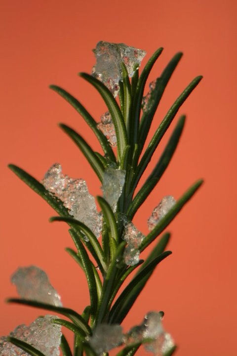 CLOSE-UP OF RED FLOWERS