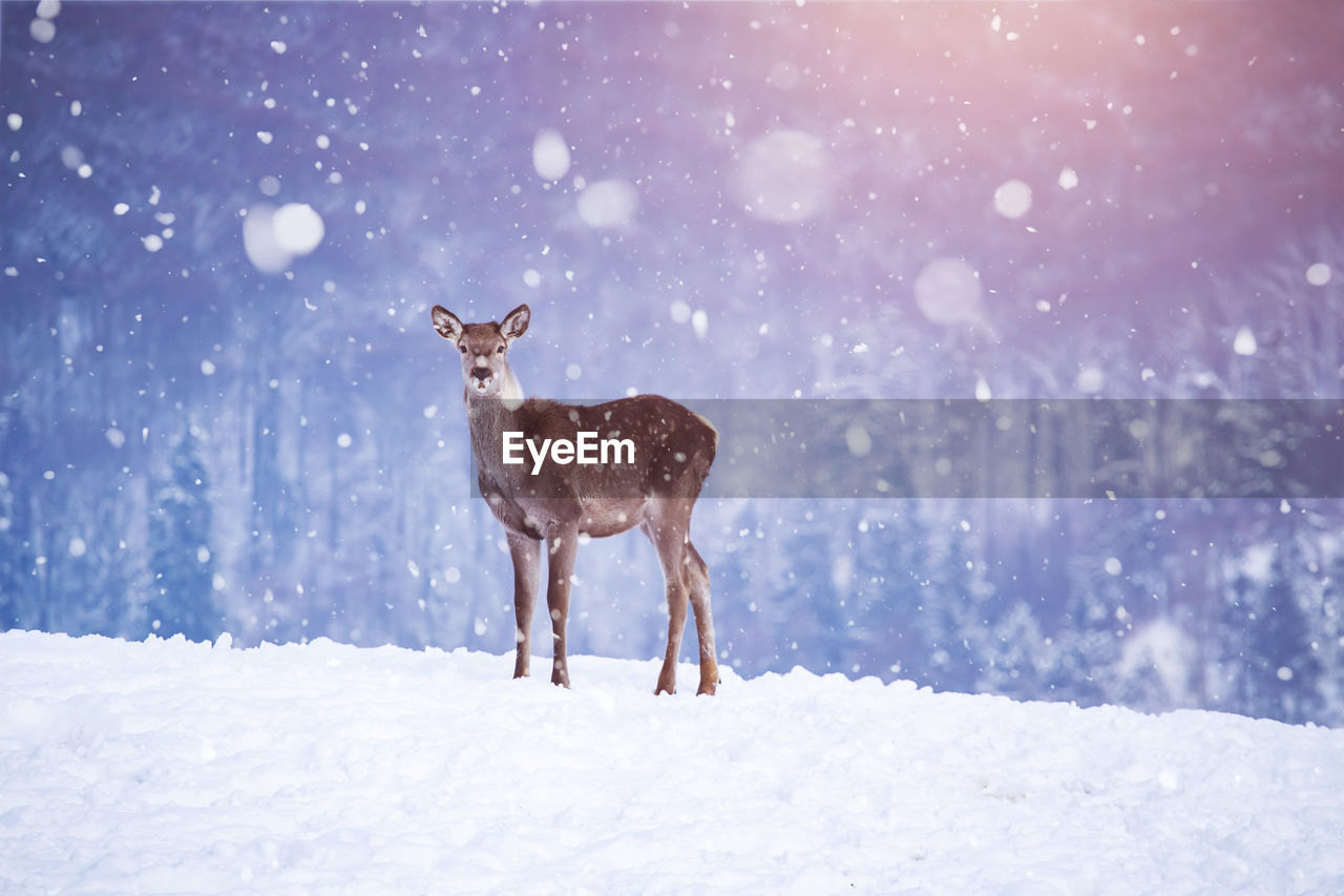 Portrait of deer standing on snow covered land