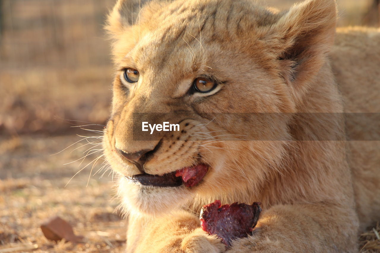 Close-up of cub eating flesh on field