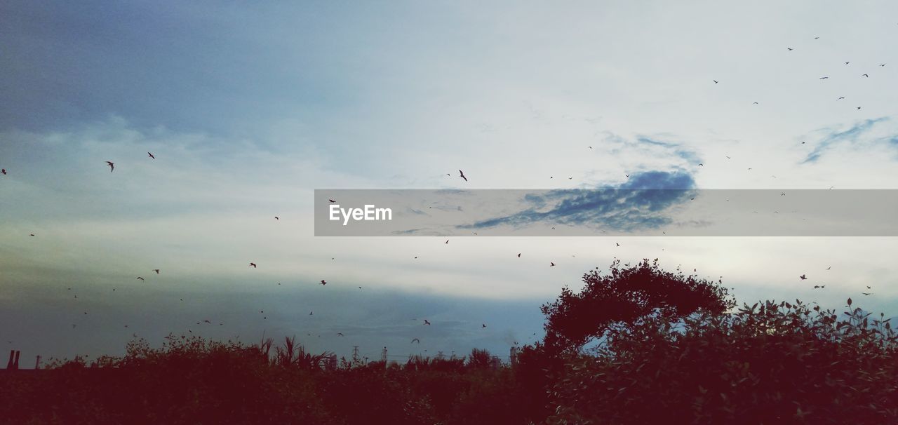 LOW ANGLE VIEW OF BIRDS FLYING OVER TREES