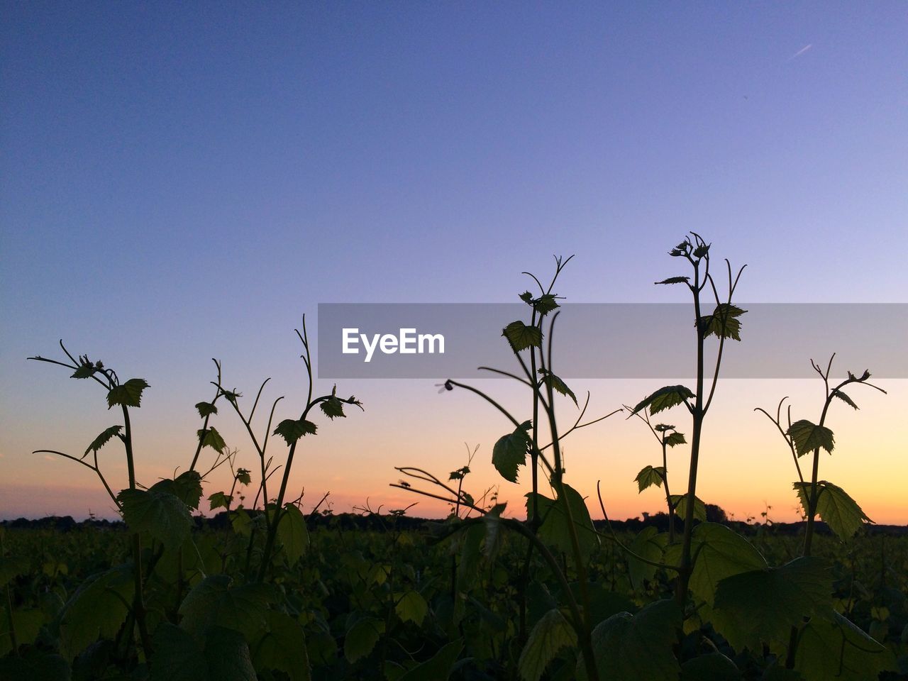 PLANTS GROWING ON FIELD AGAINST SKY DURING SUNSET