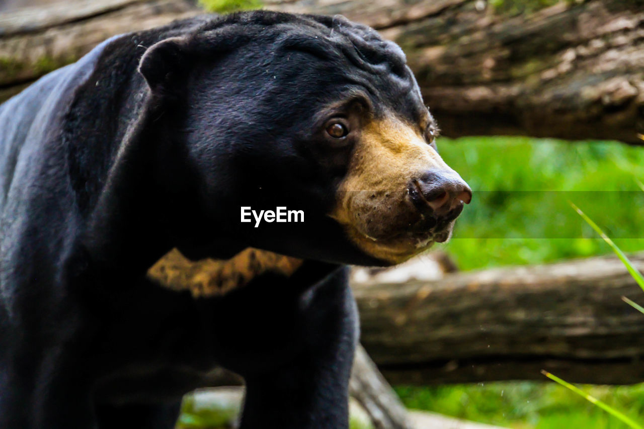 CLOSE-UP OF BLACK LABRADOR RETRIEVER