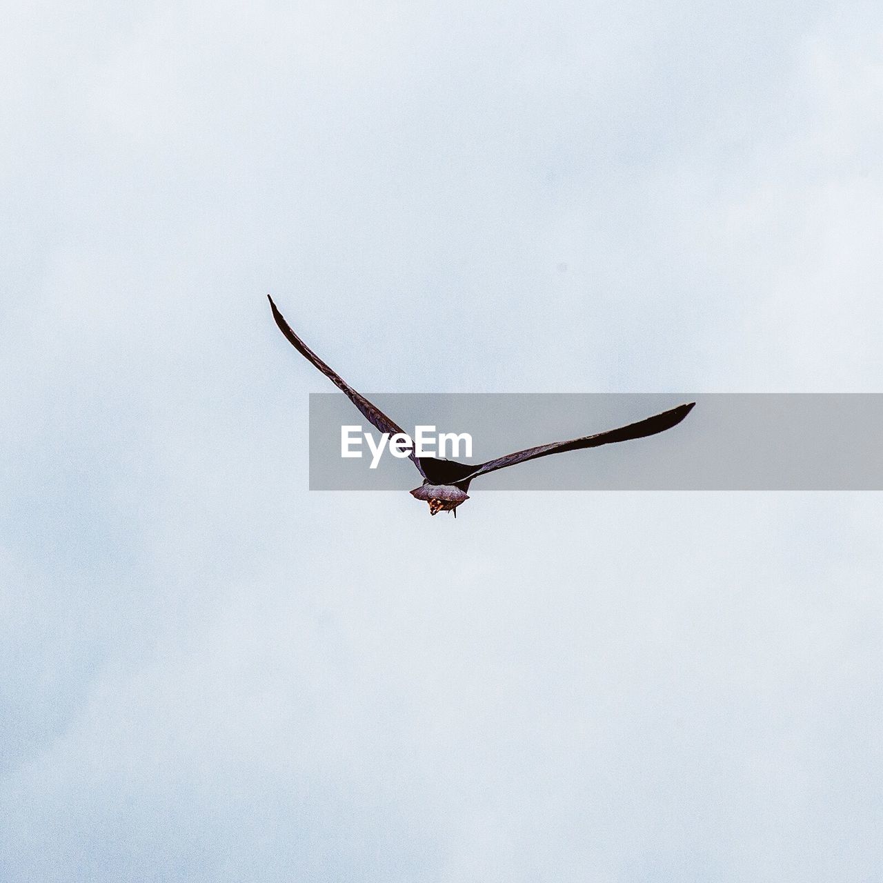 LOW ANGLE VIEW OF HAWK FLYING AGAINST SKY