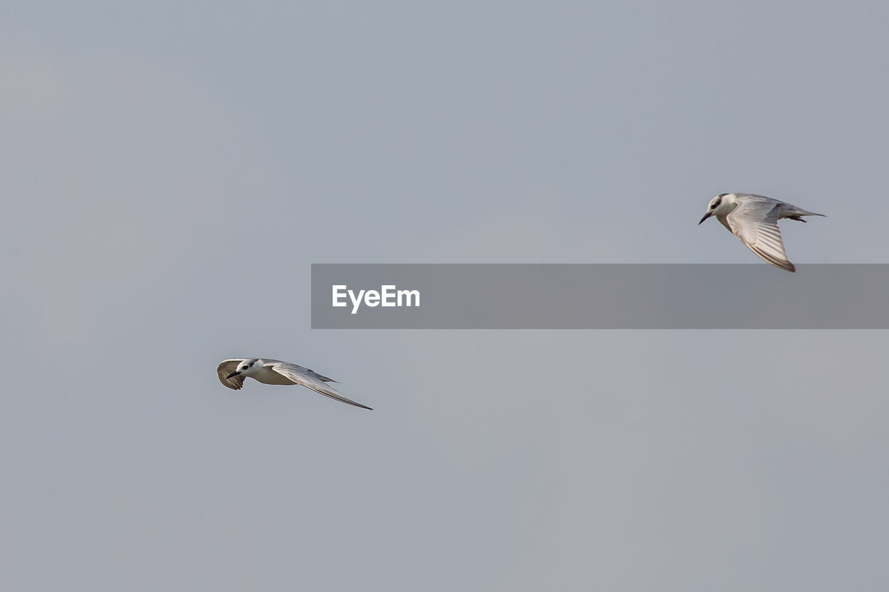 LOW ANGLE VIEW OF SEAGULLS FLYING