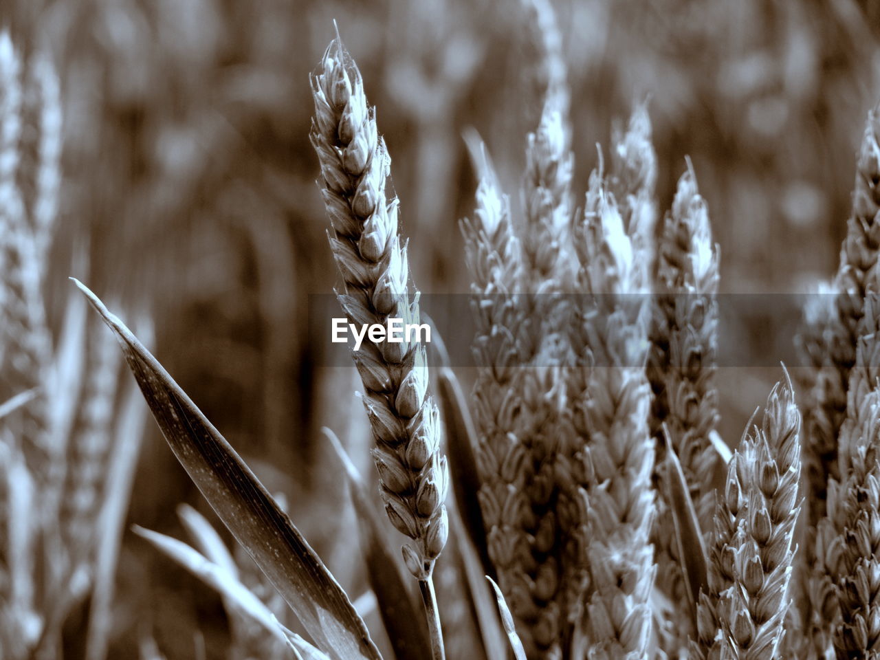 CLOSE-UP OF WHEAT FIELD