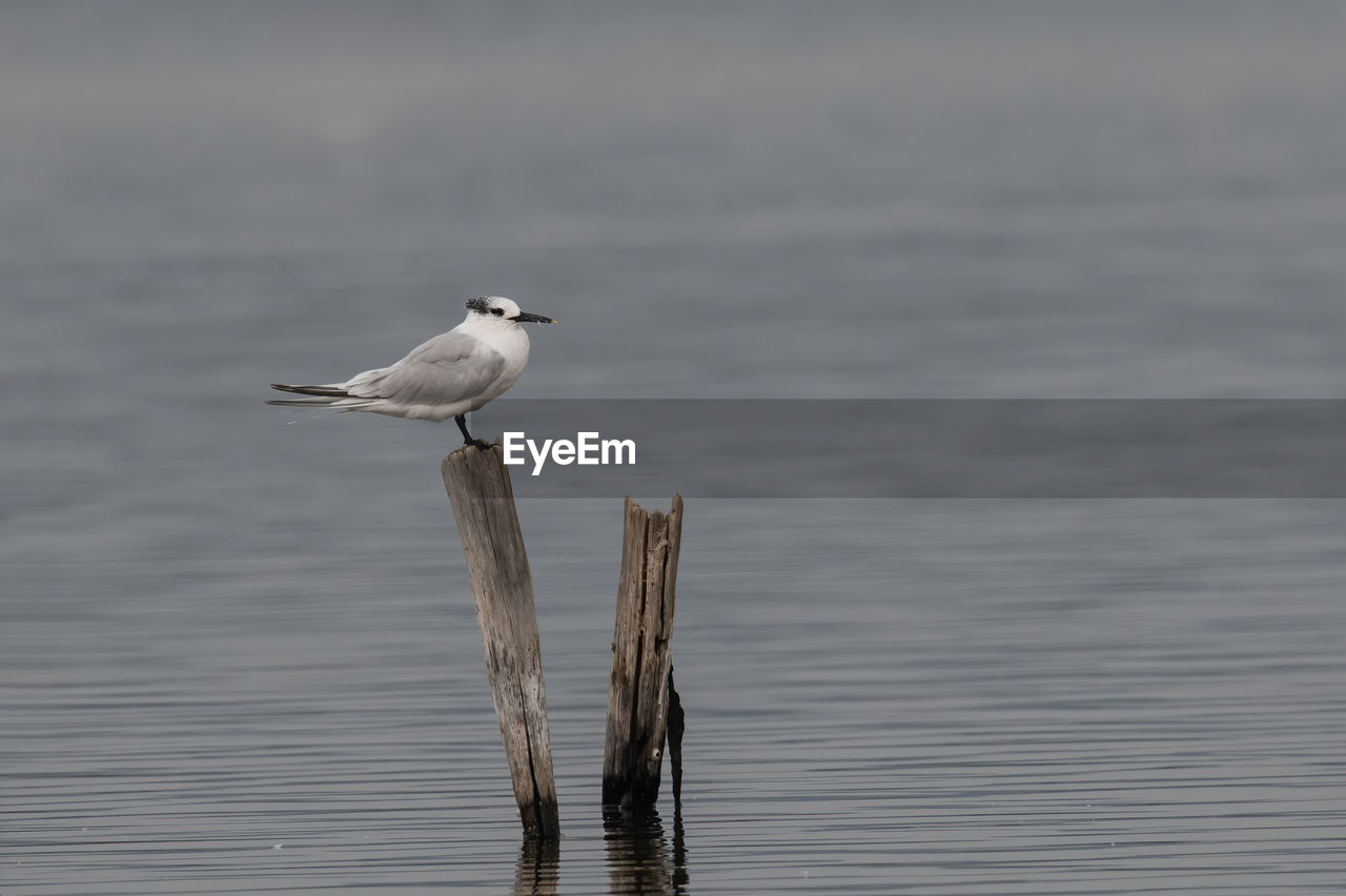 animal wildlife, bird, animal themes, animal, wildlife, water, one animal, no people, perching, nature, sea, beak, wing, day, reflection, seabird, gull, outdoors, focus on foreground, wood, beauty in nature, side view, water bird, waterfront
