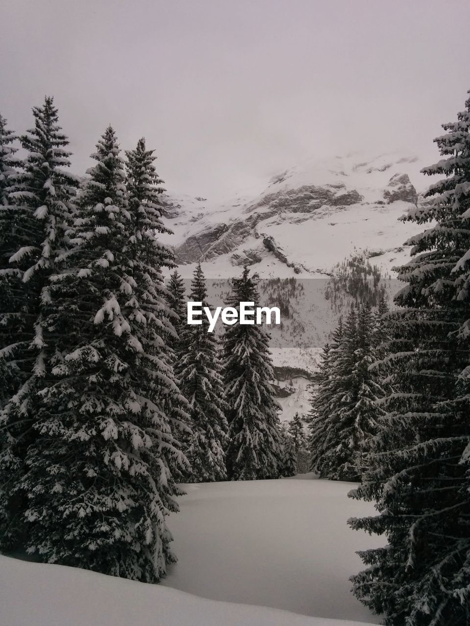 TREES IN SNOW AGAINST SKY