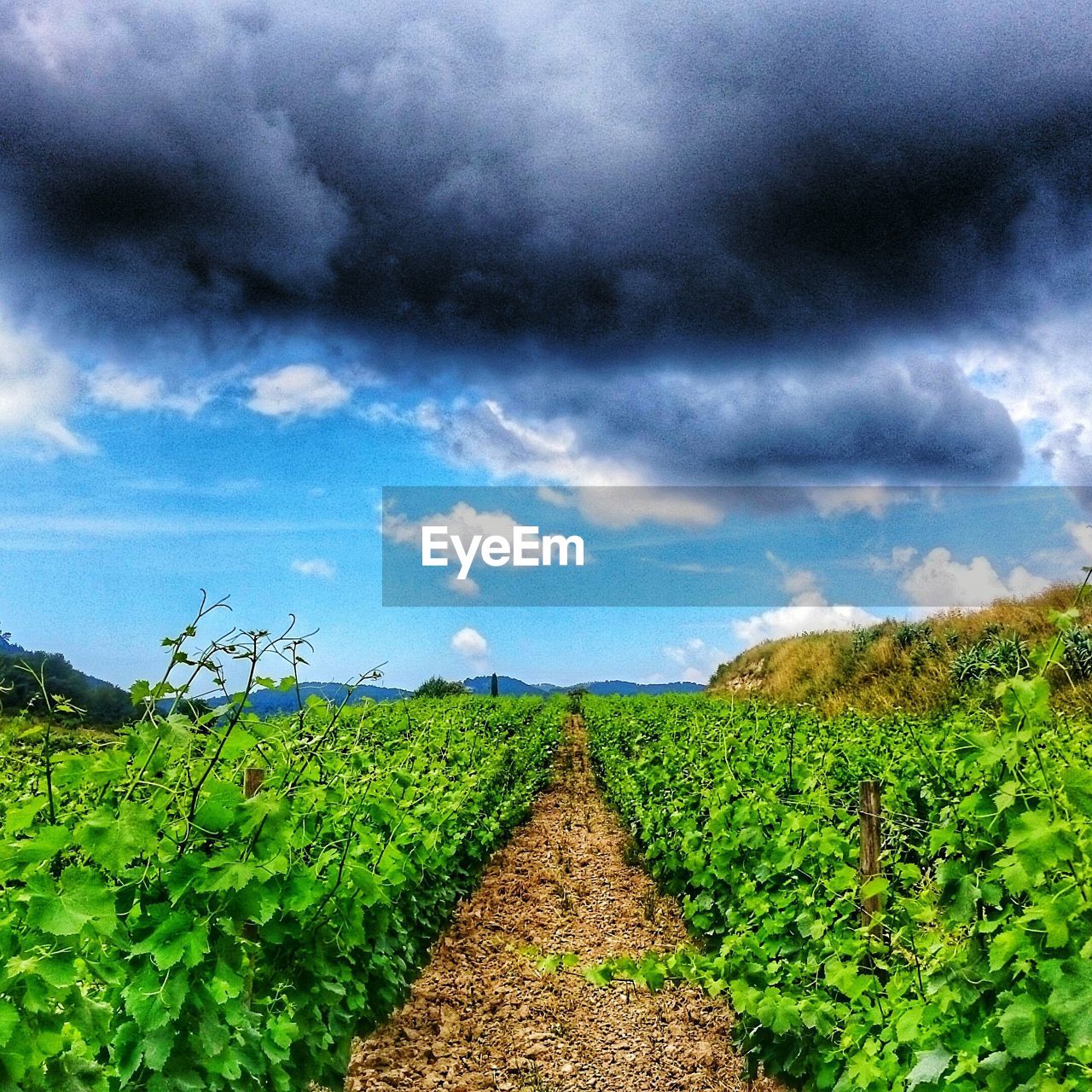 PLANTS GROWING ON FIELD AGAINST SKY