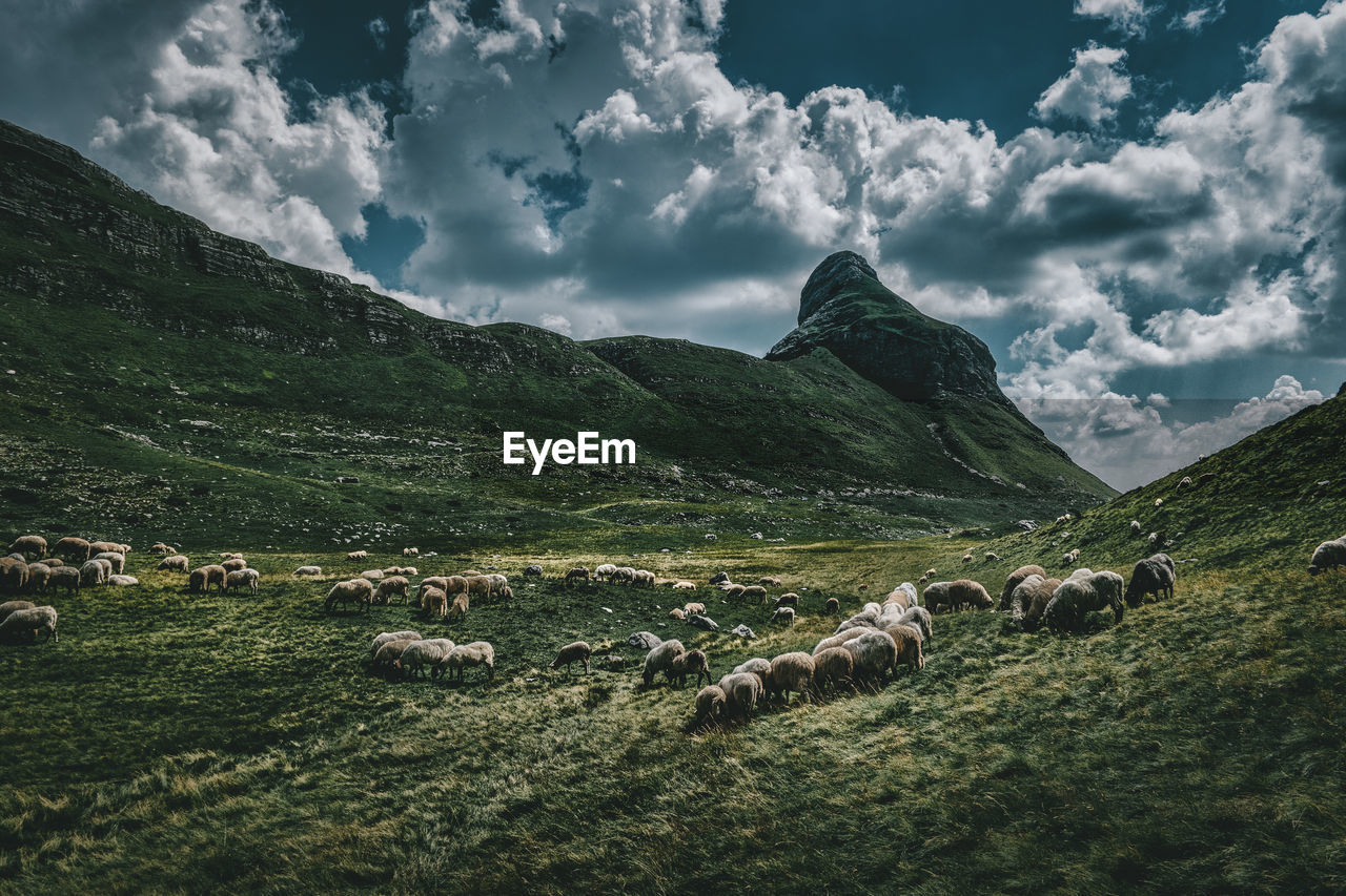 Herd of sheep grazing on field against sky