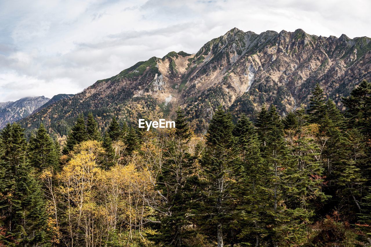 Pine trees in forest against sky